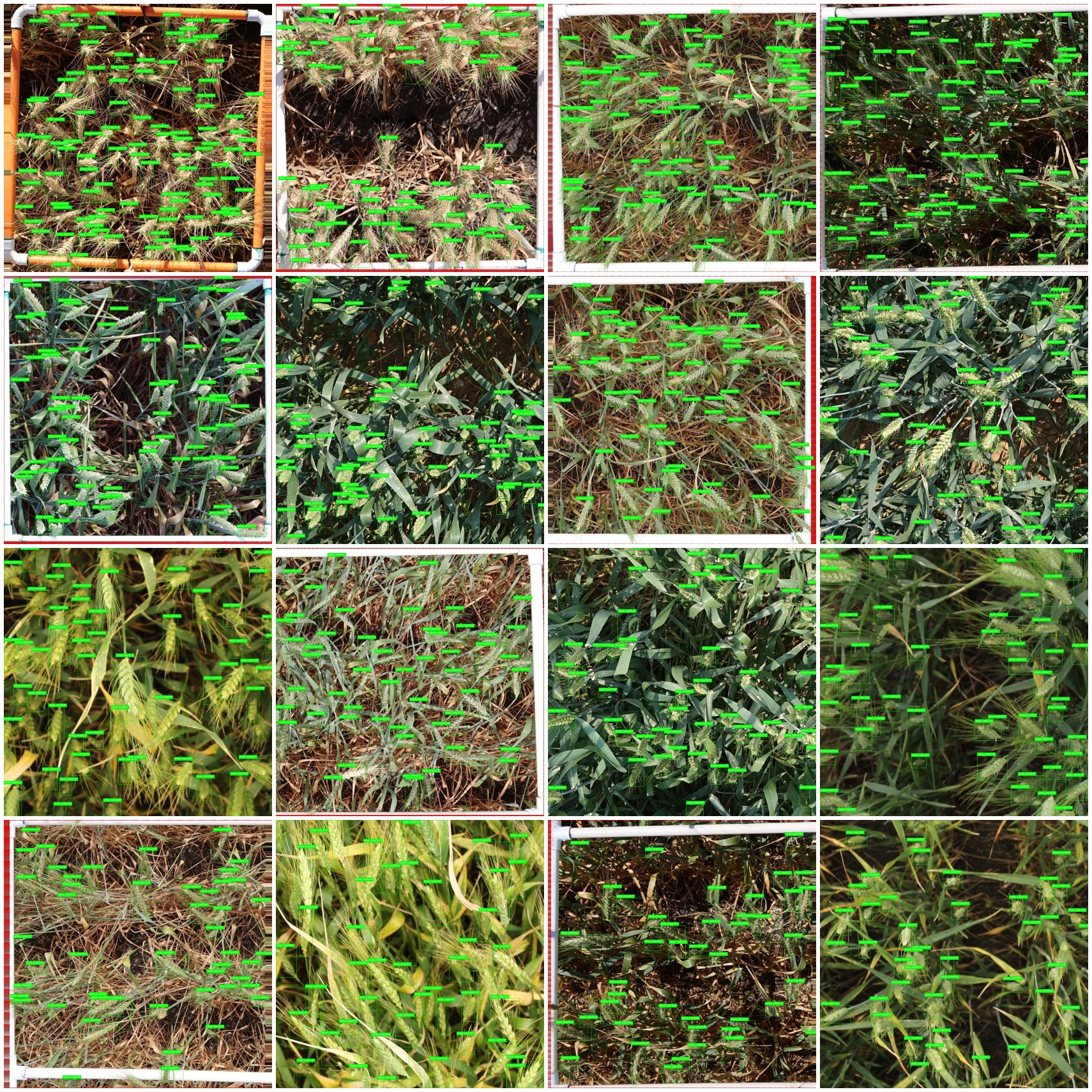 Global Wheat Head Dataset Detection Demo
