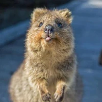 AtsushiSaito's profile picture
