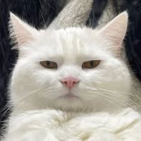 Metinov Adilet's profile picture