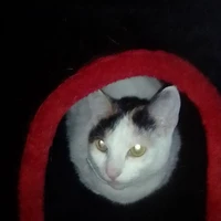 Paul Courneya's profile picture